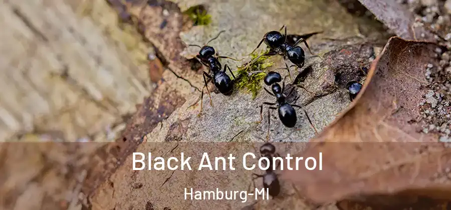 Black Ant Control Hamburg-MI