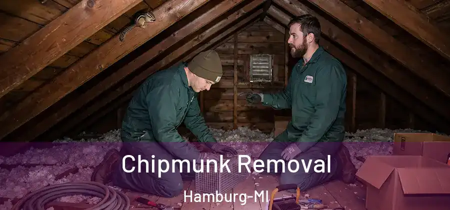 Chipmunk Removal Hamburg-MI