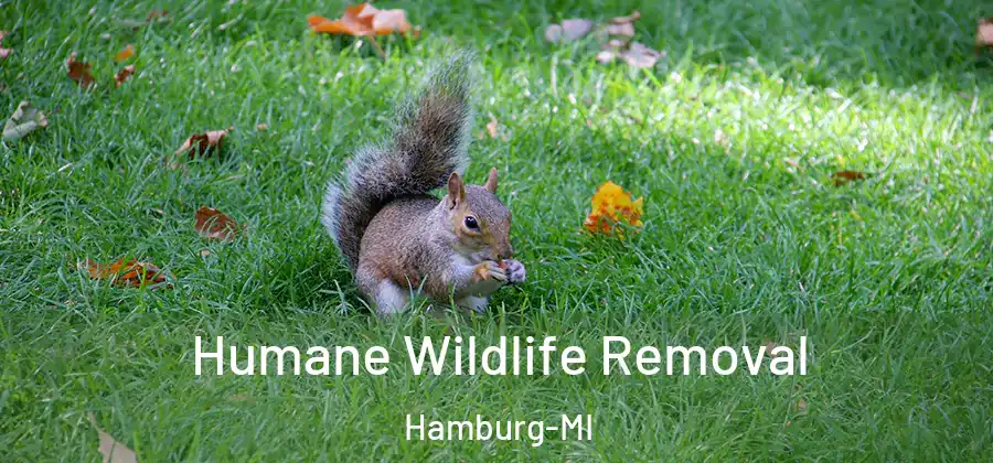 Humane Wildlife Removal Hamburg-MI