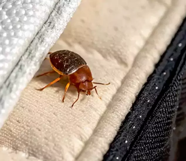 Trusted Bed Bug Prevention Specialists in Hamburg, MI