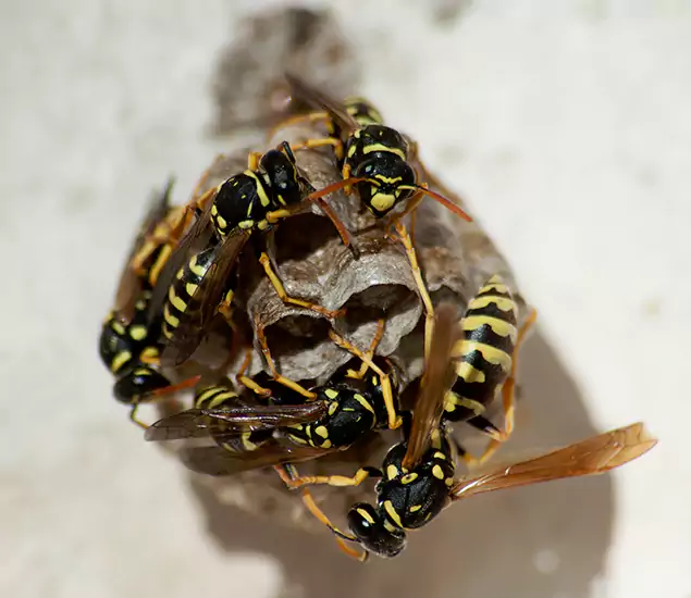 Your Bees Nest Exterminator in Hamburg, MI