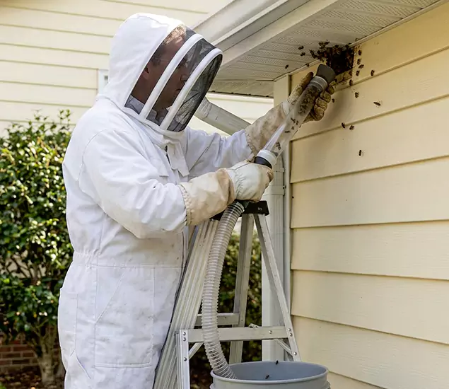 Your Affordable Bee Removal Company in Hamburg, MI