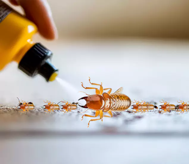 Reliable Bora Care Termite Experts in Hamburg, MI