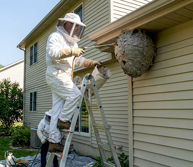 Expert Wasp Nest Removal: Your Local Wasp Nest Removal Company in Hamburg, MI
