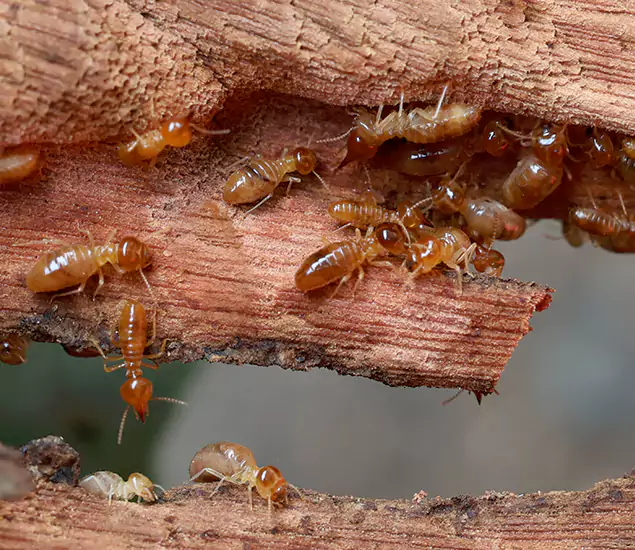 About Our Professional Termite Treatment Company in Hamburg, MI