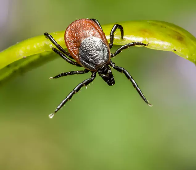 Your Trusted Tick Pest Control in Hamburg, MI