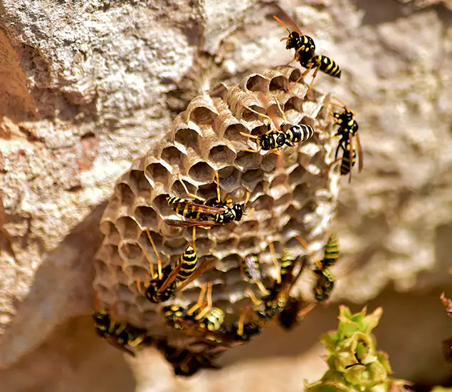 Your Best Wasp Removal Company in Hamburg, MI