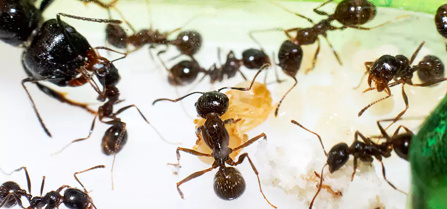 Argentine Ant Barrier Treatment in Hamburg