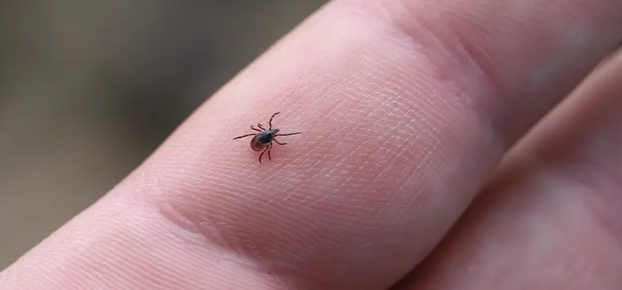 Infection Prevention for Bed Bug Bites in Hamburg
