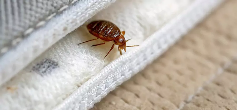 Tenting Bed Bug Fumigation in Hamburg