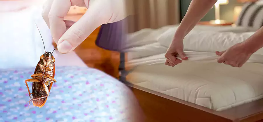 Bed Bug Home Extermination Service in Hamburg