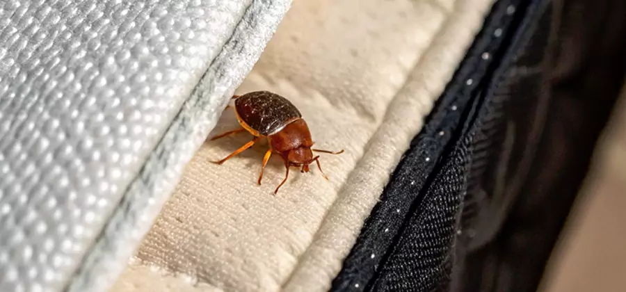 Commercial Bed Bug Control in Hamburg