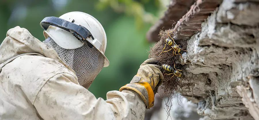Bee and Wasp Hornet Removal in Hamburg