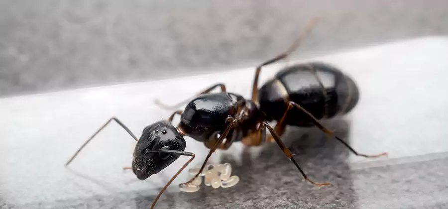 Black Ants in Kitchen Elimination in Hamburg