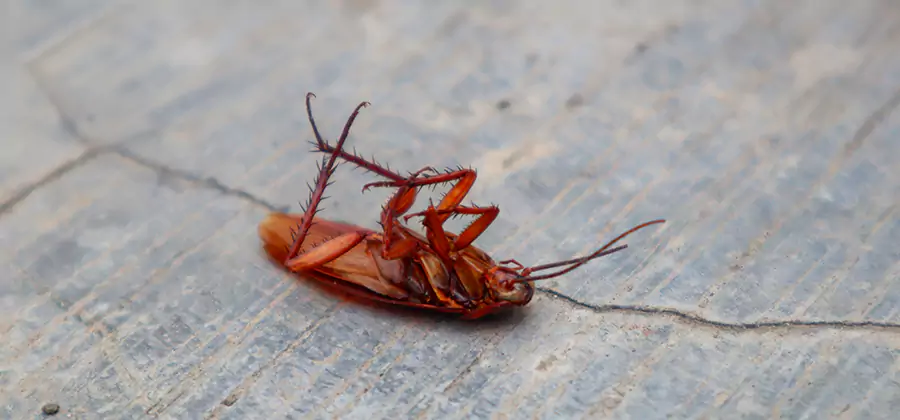 Cockroach Eradication for Commercial Properties in Hamburg