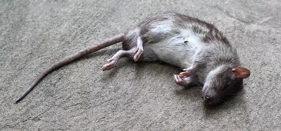 Dead Rat Disposal in Hamburg