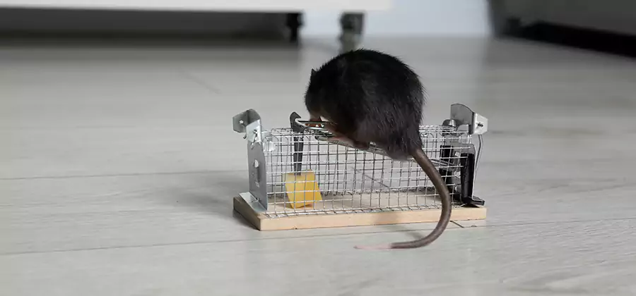 Mice in Attic Removal Hamburg