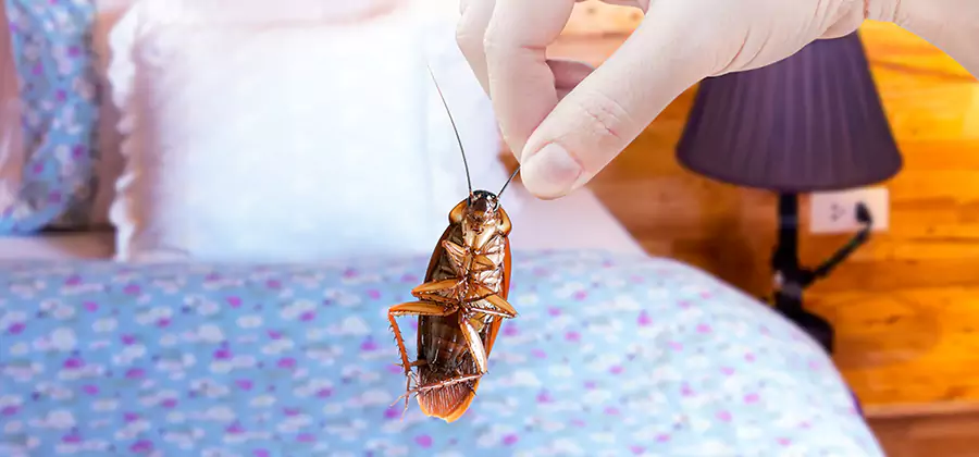 Fast Roach Elimination in Hamburg