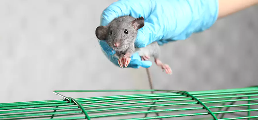 Humane Rat Trapping in Hamburg