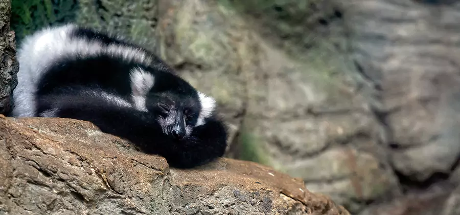 Humane Skunk Removal in Hamburg