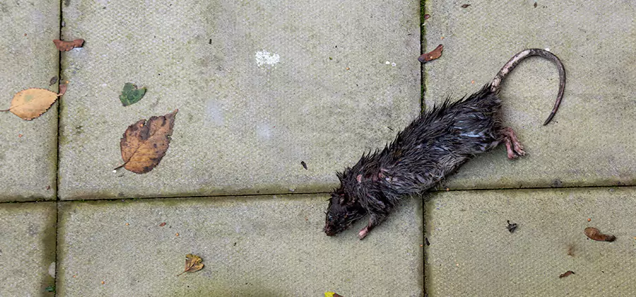 Mice in the Attic Removal in Hamburg