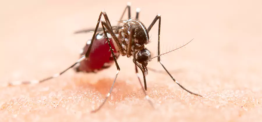 Indoor Mosquito Killer and Interior Control in Hamburg