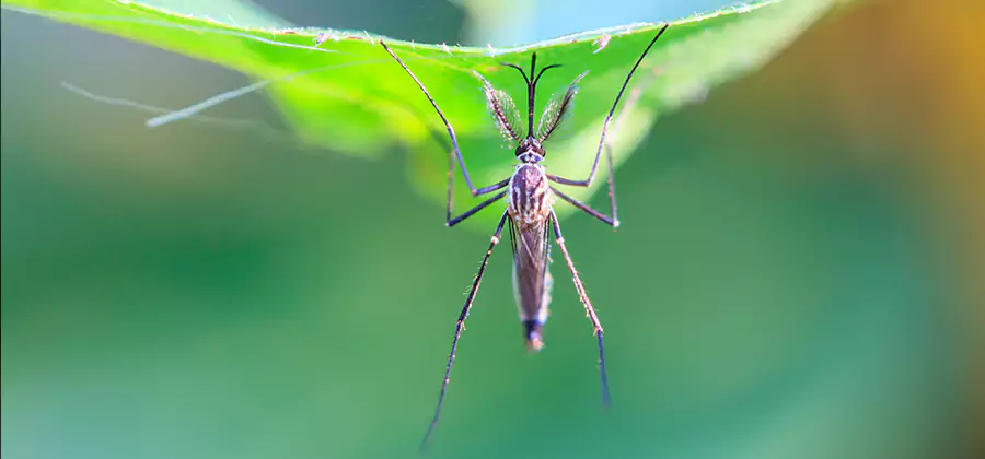 Home Defense Insect Killer in Hamburg