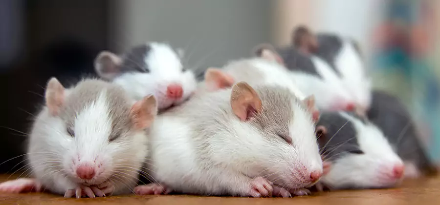 Hamburg Pet Safe Mice Control