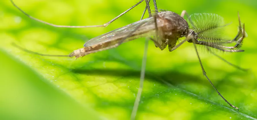 Herbal Mosquito Repellent Treatment in Hamburg