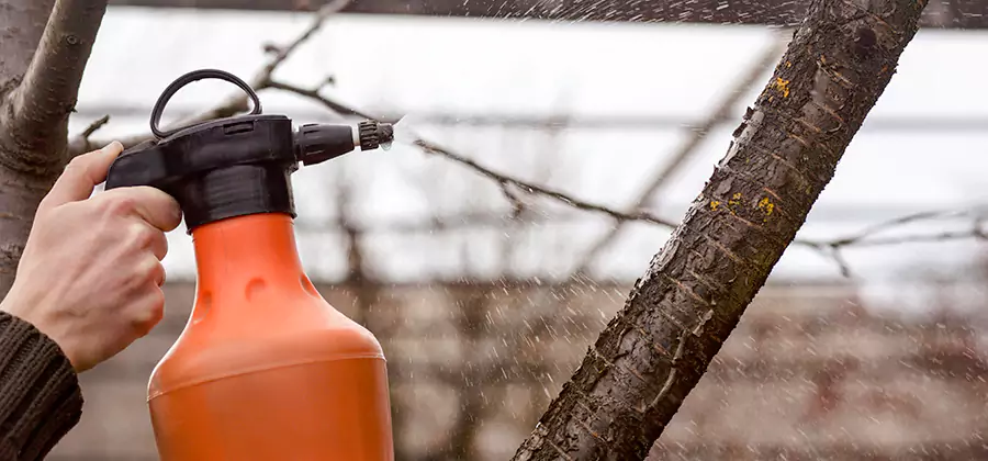 Orange Oil Structural Cavity Treatment in Hamburg