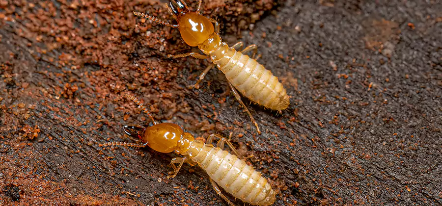 Natural Ant Hill Killer Treatment in Hamburg