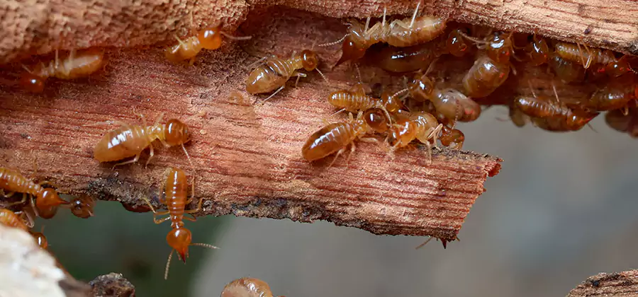 Termite Pest Management in Hamburg