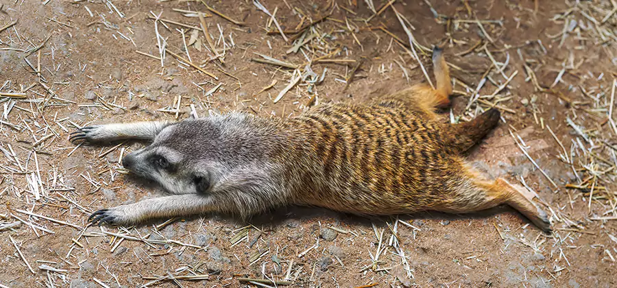 Dead Raccoon Removal in Hamburg