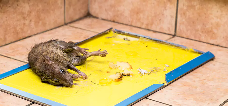 Rat Trapping Service In Hamburg