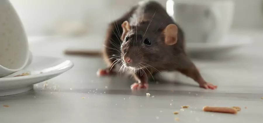 Attic Rat Exclusion Service in Hamburg