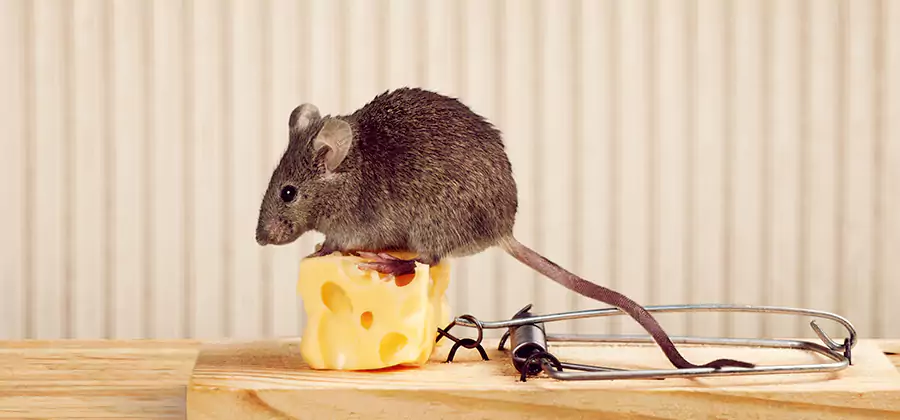 Commercial Rodent Exclusion Services in Hamburg