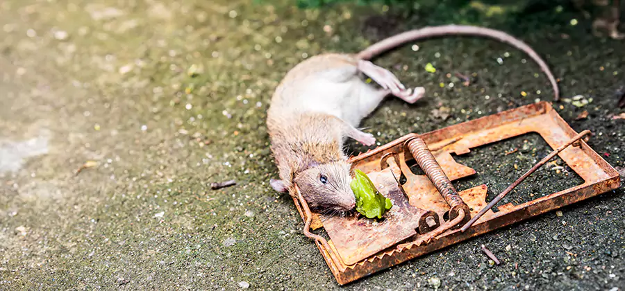 Rat Trapping in Hamburg