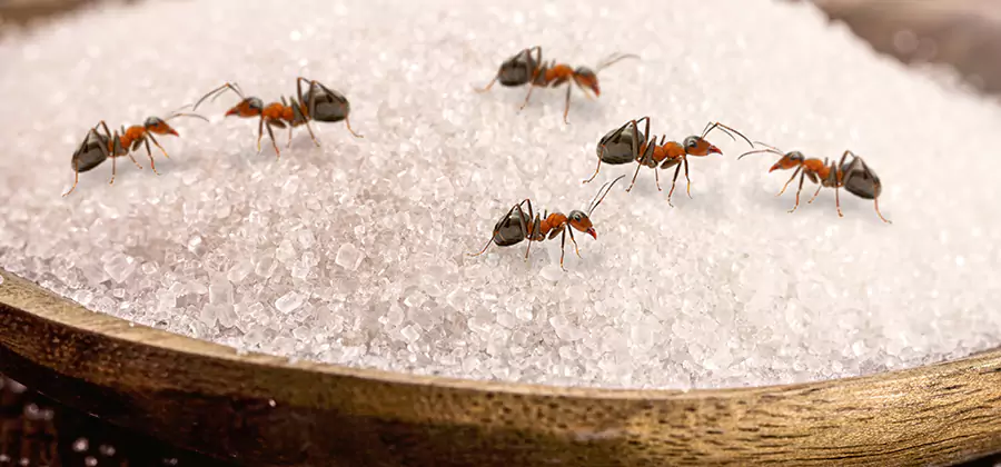 Indoor Sugar Ant Treatment in Hamburg