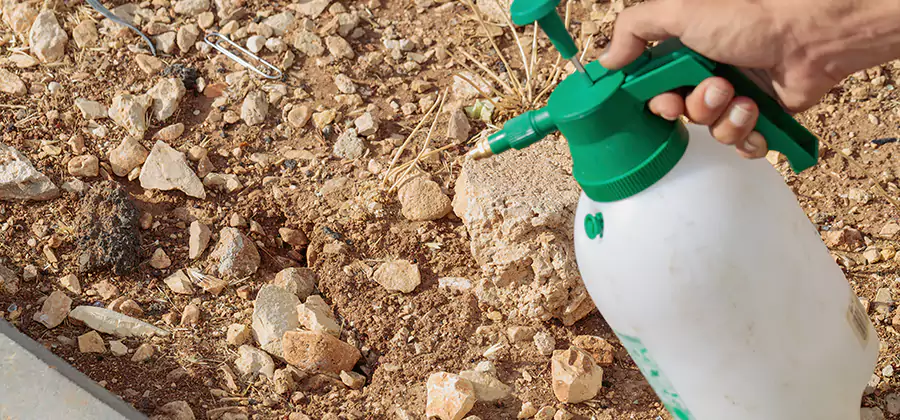 Heat Treatment Termite Cost in Hamburg