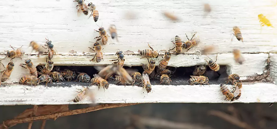 Residential Termite Fumigation in Hamburg