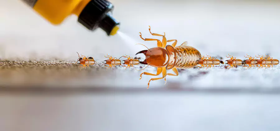 Foundation Termite Spraying Control in Hamburg