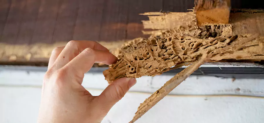 Pre-Construction Termite Treatment in Hamburg