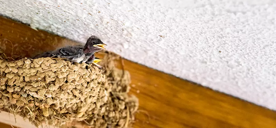 Bird Removal From House in Hamburg