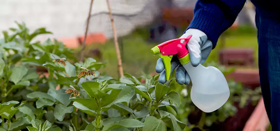 Yellow Jacket Pest Removal for Commercial Properties in Hamburg