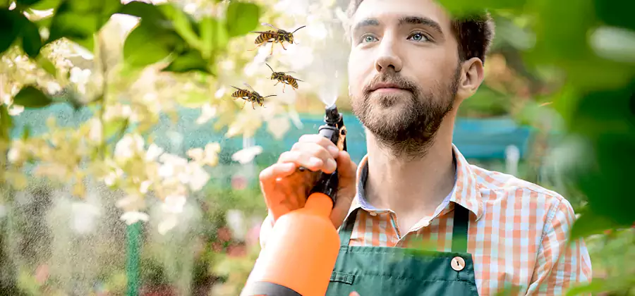 Yellow Jacket Wasp Removal in Hamburg