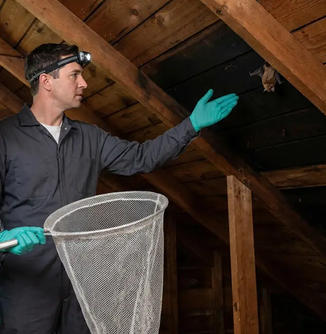 Why Hamburg Pest Control Pro Is the Right Choice in Hamburg, MI?