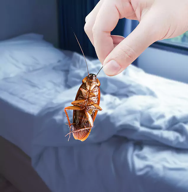 Why Choose Hamburg Pest Control Pro for Bed Bug Extermination in Hamburg, MI?