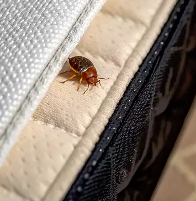 Why Choose Hamburg Pest Control Pro for Bed Bug Treatment at Home in Hamburg, MI?