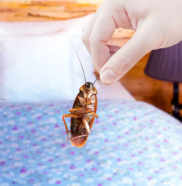 Why Choose Hamburg Pest Control Pro for Bed Bug Treatment in Hamburg, MI?