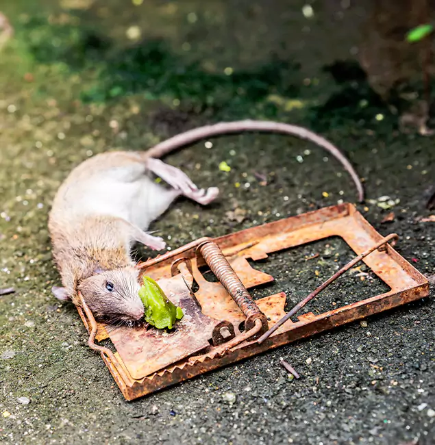Why Hamburg, MI Homeowners Trust Hamburg Pest Control Pro for Rodent Removal?